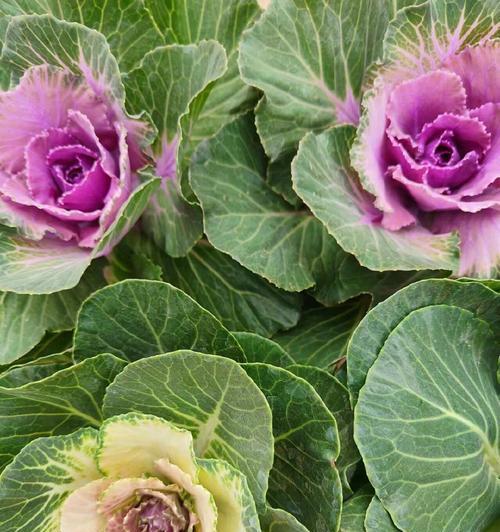 哪些草花能在冬季耐寒生长？