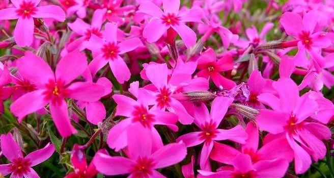 哪些草花能在冬季耐寒生长？