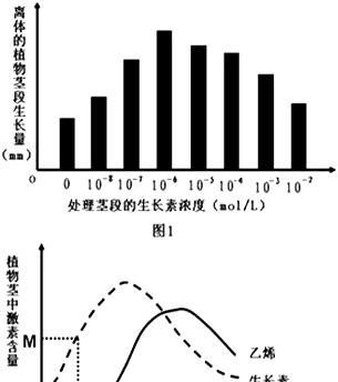 白兰花如何摘心？摘心对植物生长有何影响？