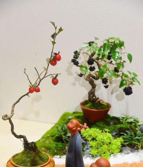 盆栽枣树的步骤是什么？盆栽枣树的常见问题有哪些？