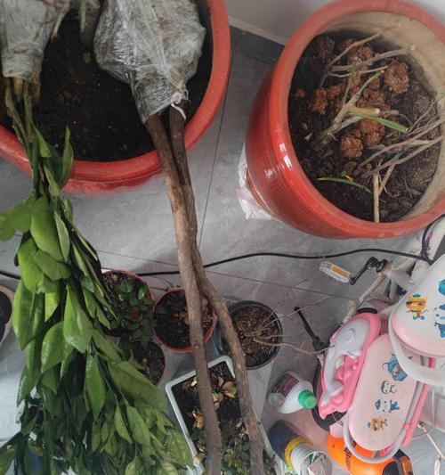盆栽枣树的步骤是什么？盆栽枣树的常见问题有哪些？