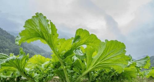 芥菜品种有哪些？芥菜的种植和烹饪技巧是什么？