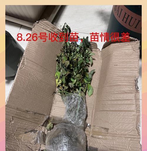 月季爆盆的技巧是什么？如何让月季开出更多的花朵？