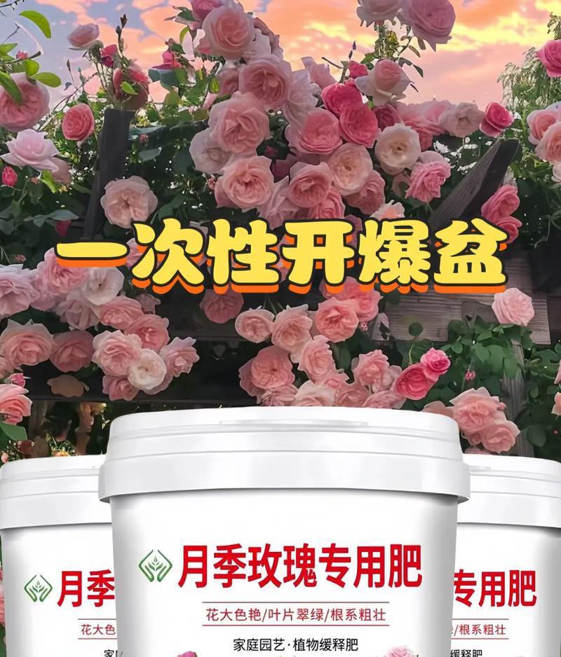 月季爆盆的技巧是什么？如何让月季开出更多的花朵？