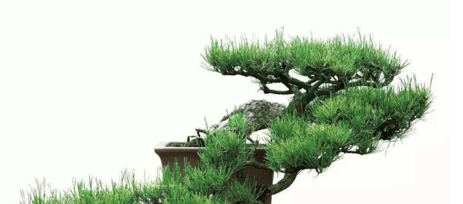盆景造型有哪些？如何选择适合自己的盆景？