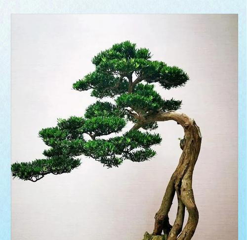 盆景造型有哪些？如何选择适合自己的盆景？