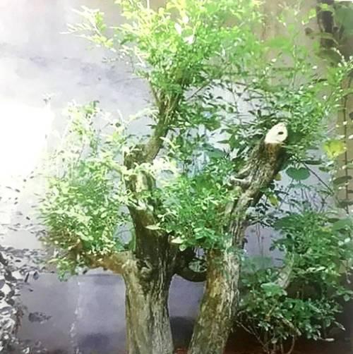 盆景造型有哪些？如何选择适合自己的盆景？