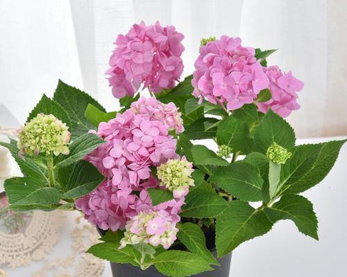 芙蓉雪莲的养殖技巧有哪些？如何确保其开花？