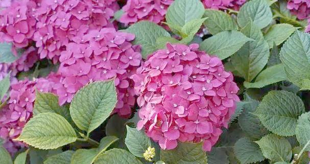 芙蓉雪莲的养殖技巧有哪些？如何确保其开花？