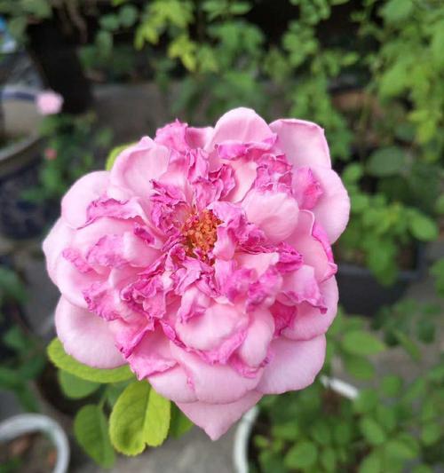 雯什么花？雯字开头的花有哪些？