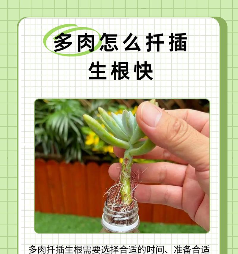 马蹄莲插枝方法是什么？怎样保证成活率？