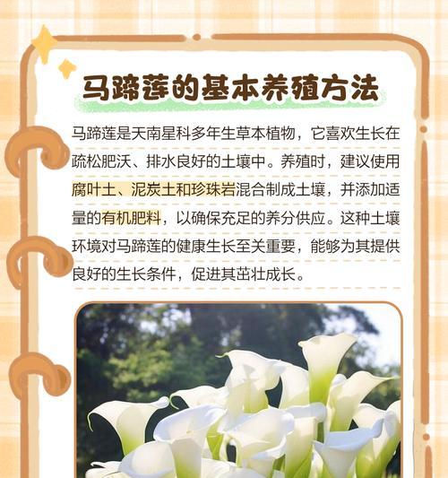 马蹄莲插枝方法是什么？怎样保证成活率？