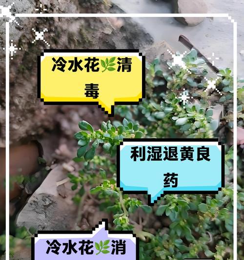冷水花的正确浇水方法是什么？多久浇一次水合适？