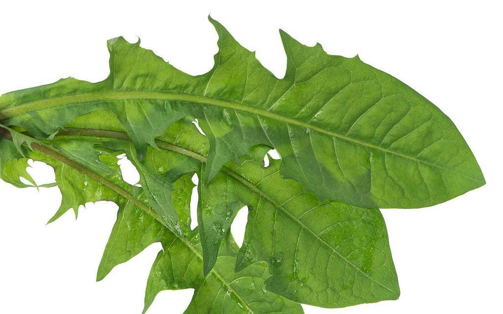 蒲公英叶子的特征有哪些？