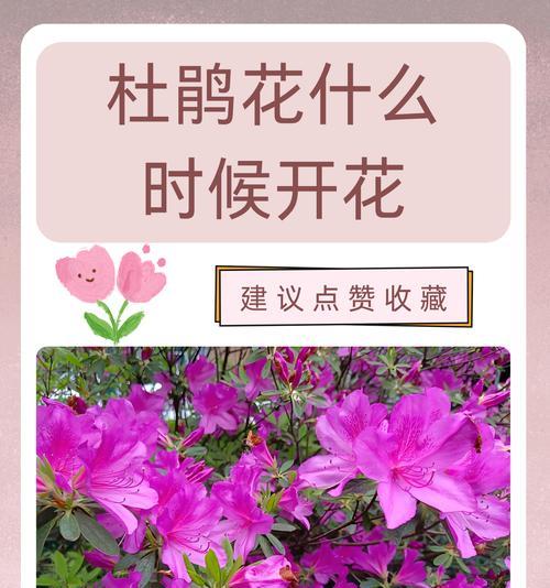 杜鹃花催花的方法是什么？怎样才能开花？