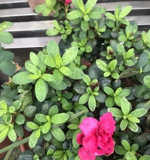 杜鹃花催花的方法是什么？怎样才能开花？