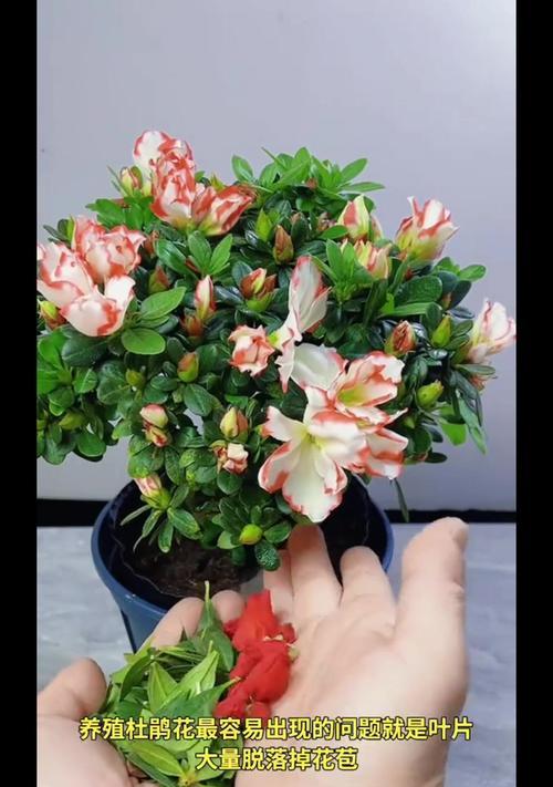 杜鹃花催花的方法是什么？怎样才能开花？