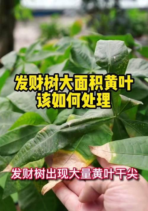 发财树日常打理技巧是什么？如何处理黄叶问题？