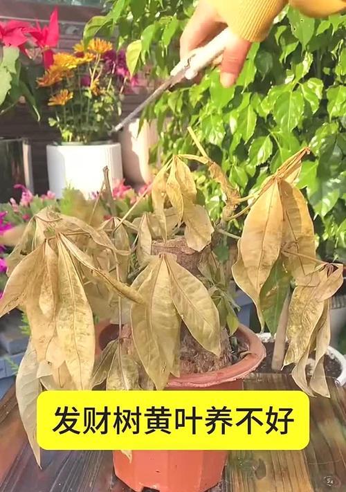 发财树日常打理技巧是什么？如何处理黄叶问题？