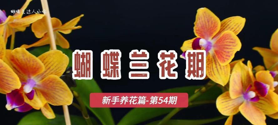 蝴蝶兰的最佳种植时间是什么时候？