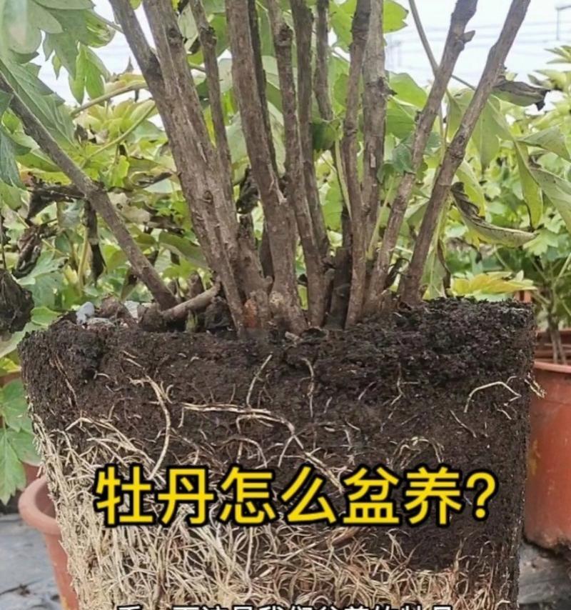 牡丹花如何养？有哪些注意事项？