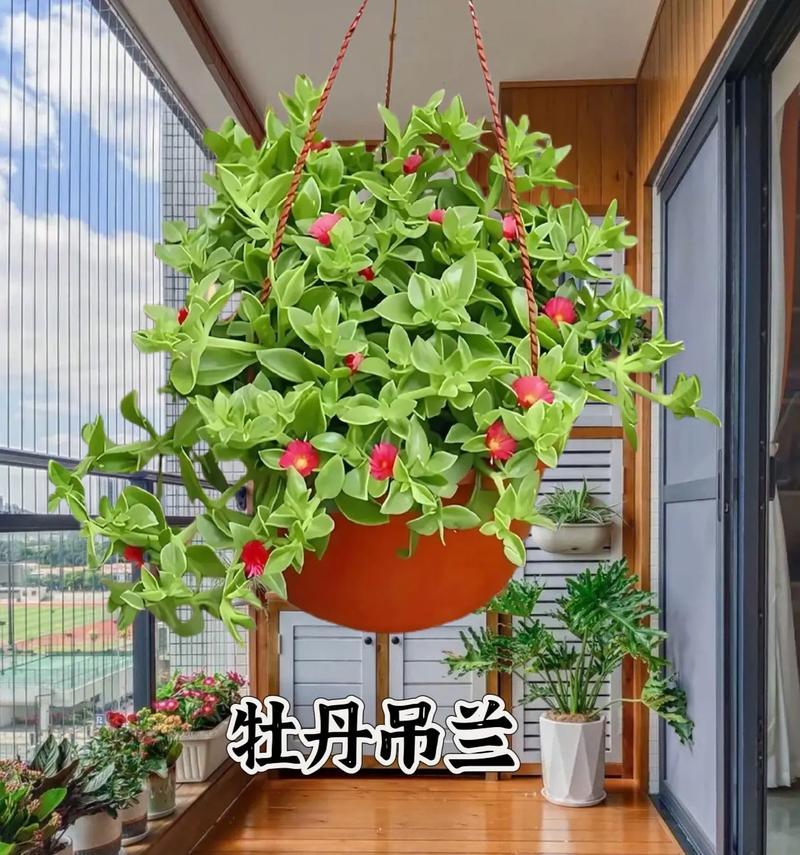牡丹花如何养？有哪些注意事项？
