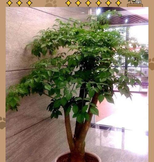 摆放花卉有哪些风水讲究？如何摆放才能更美观？