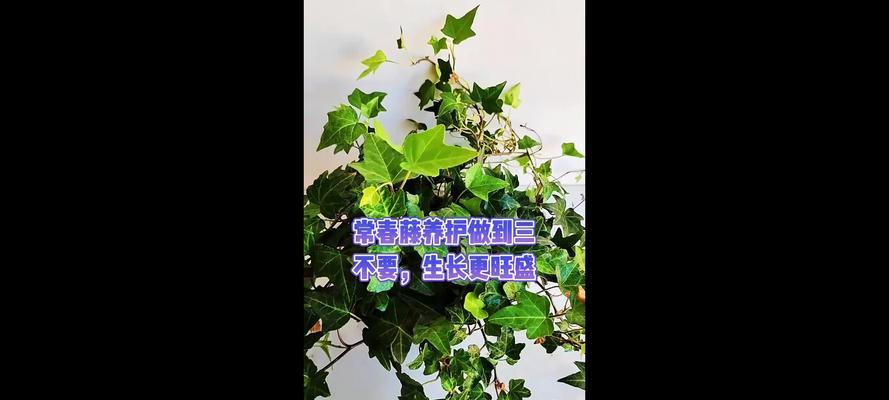 常春藤的日常养护技巧是什么？