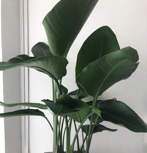 哪些植物需要充足的阳光？喜阳植物的养护技巧有哪些？