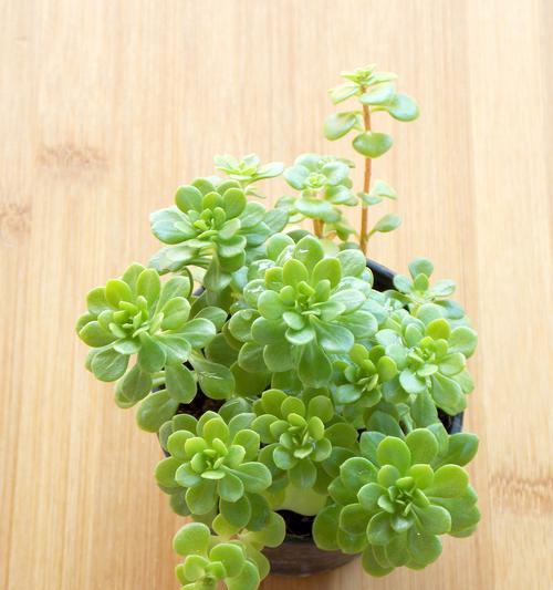 哪些植物需要充足的阳光？喜阳植物的养护技巧有哪些？
