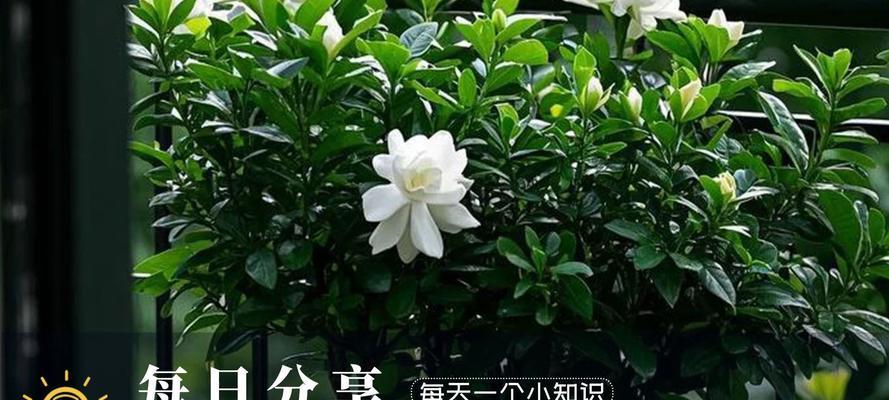 栀子花花蕾脱落问题的应对策略是什么？