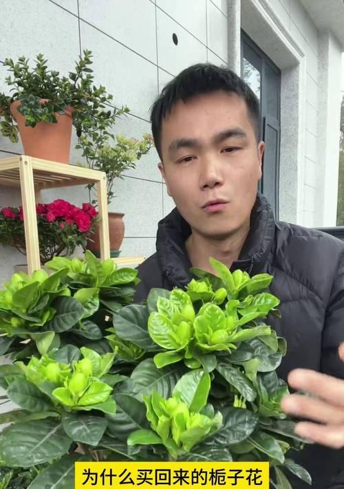 栀子花花蕾脱落问题的应对策略是什么？