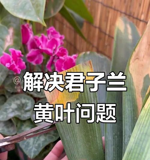 君子兰叶子干裂的原因是什么？如何解决？
