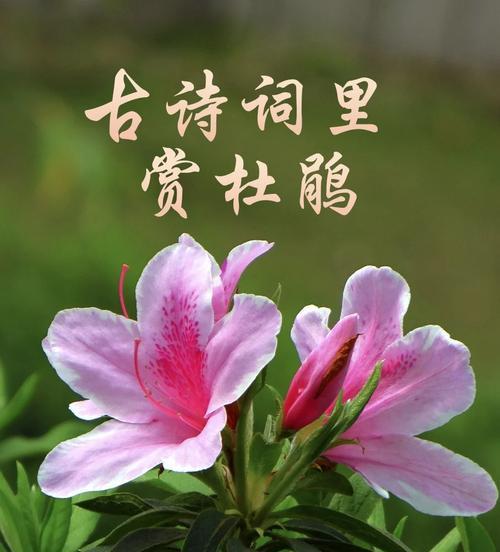 杜鹃花的象征意义是什么？