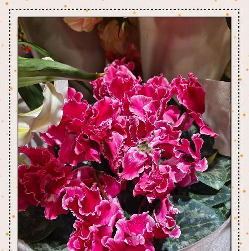 杜鹃花的象征意义是什么？