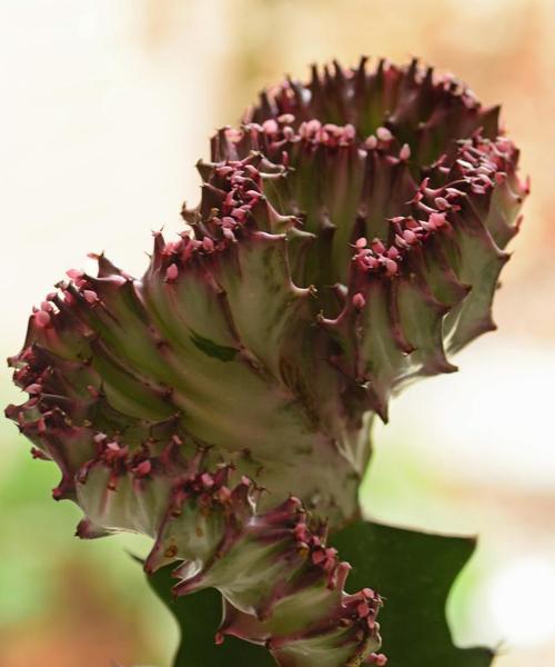 植物界有哪些“之最”？它们的特点是什么？