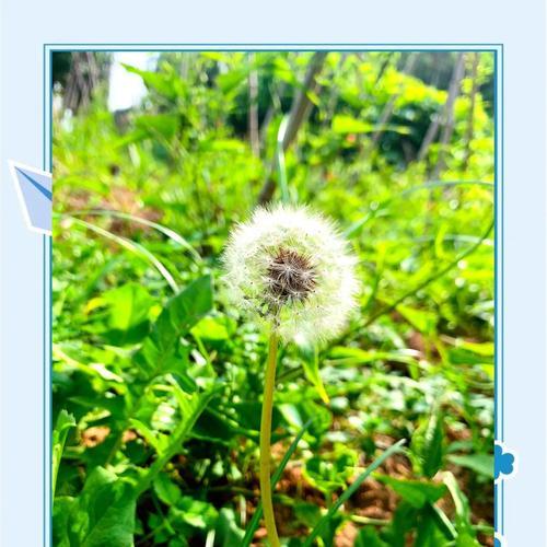 蒲公英叶子的形态特征是什么？