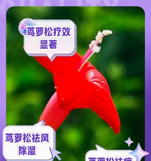 茑萝的种植步骤是什么？如何进行繁殖和管理？