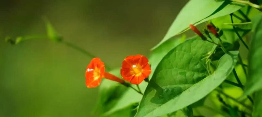 茑萝的种植步骤是什么？如何进行繁殖和管理？