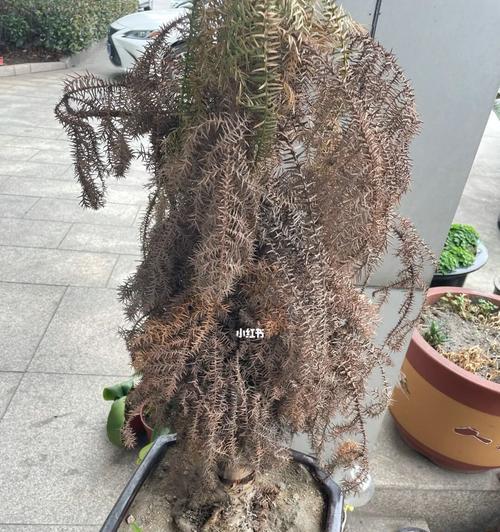 澳洲杉的养殖技巧有哪些？澳洲杉养殖中常见的问题及解决方法是什么？