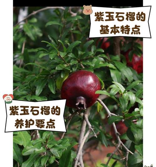 石榴盆栽的养护要点是什么？