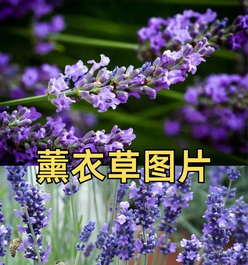 薰衣草的养殖要点是什么？如何保持其特有的香气？