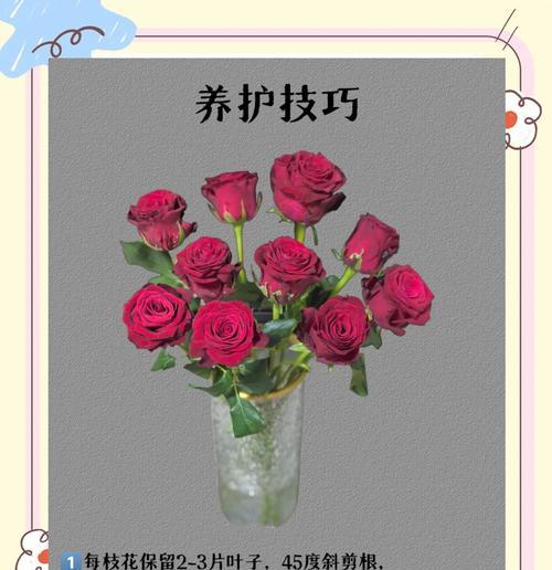 玫瑰花的种植技巧和注意事项是什么？