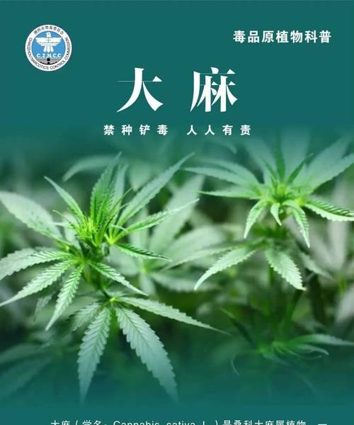 阿芙蓉是什么植物？它的用途和特性是什么？