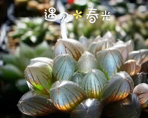 阿芙蓉是什么植物？它的用途和特性是什么？