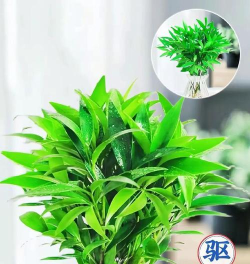 哪些花草可以有效驱赶蚊虫？它们的使用方法是什么？