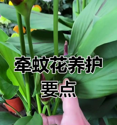 哪些花草可以有效驱赶蚊虫？它们的使用方法是什么？