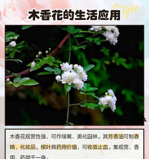 露草繁殖的方法是什么？步骤详解？