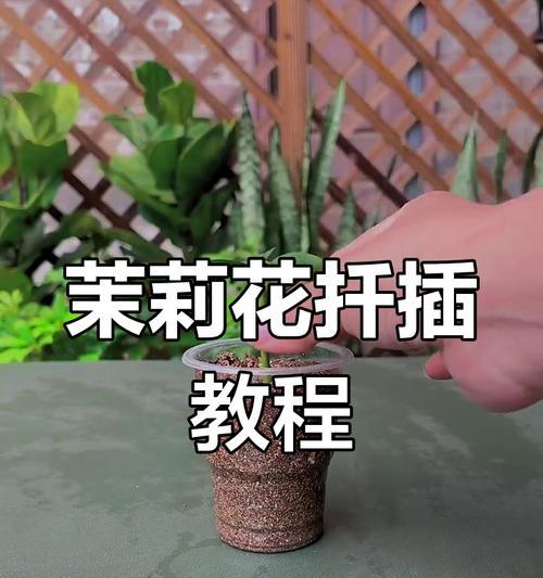茉莉花的最佳扦插时间是什么时候？扦插方法有哪些？