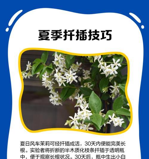 茉莉花的最佳扦插时间是什么时候？扦插方法有哪些？